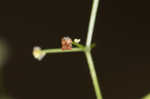 Hairy bedstraw